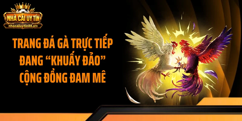 Trang Đá Gà Trực Tiếp Đang “Khuấy Đảo” Cộng Đồng Đam Mê